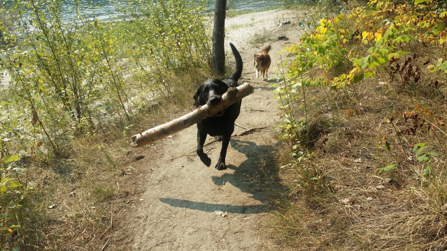 Hugo found a stick