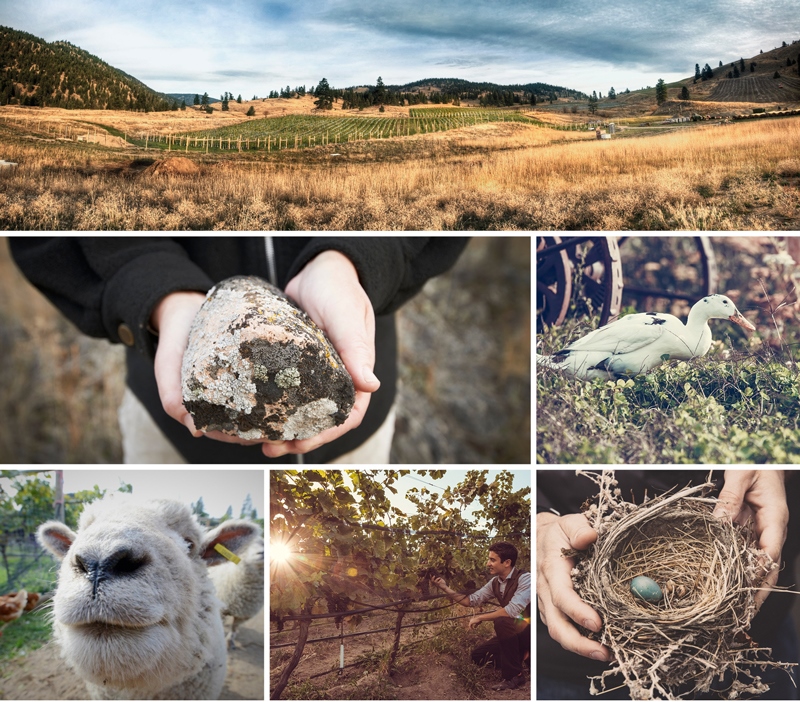 The certified organic four-hectare (nice acres) Switchback Vineyard is home to sheep, chickens and ducks.