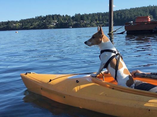 Some prefer taking chances without wearing a life vest and wonder why there ae no other adventurous dog kayakers.